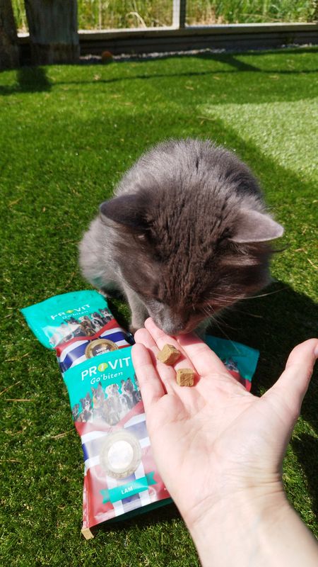 Provit Frysetørket Sei Katt 30g